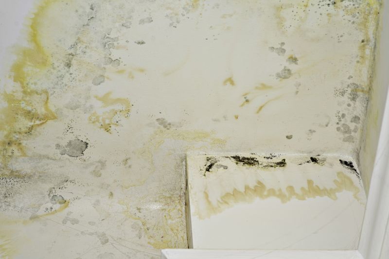 Attic Mold Remediation in Jupiter, FL