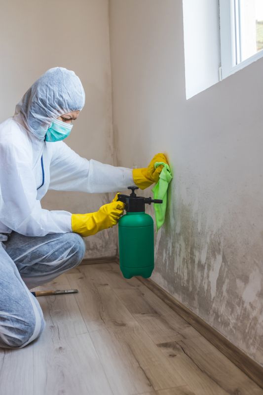 Attic Mold Remediation in Boca Raton, FL