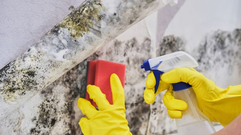 Basement Mold Remediation in Essex County, NJ