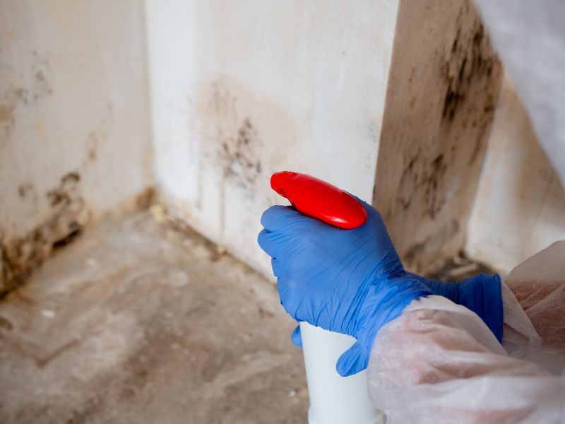 Black Mold Remediation in Essex County, NJ