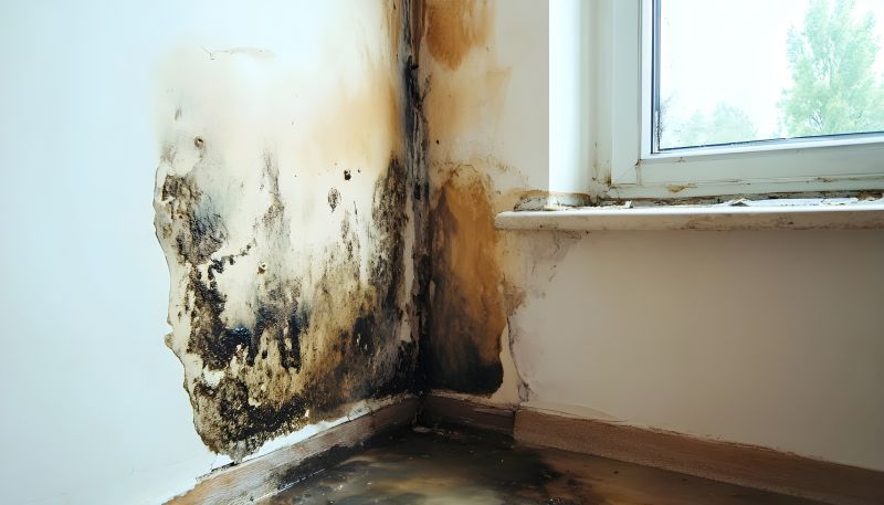Ceiling Mold Removal in Essex County, NJ