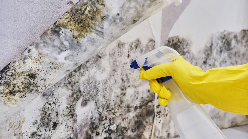 Mold Abatement in Pompano Beach, FL