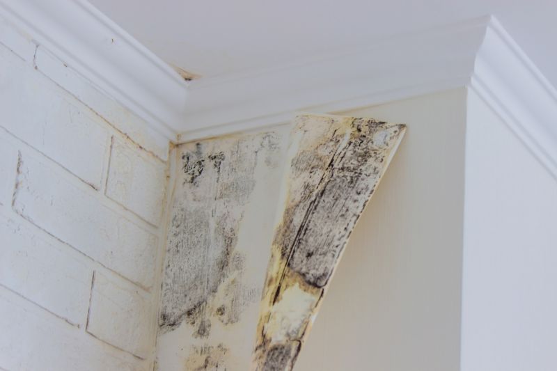 Mold Treatment Service in Jupiter, FL