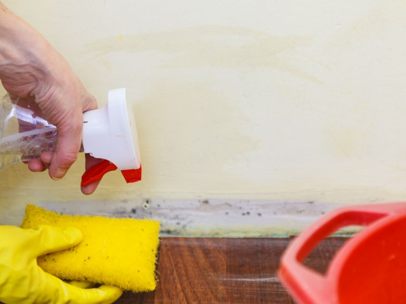 Mold Treatment Service in Jupiter, FL