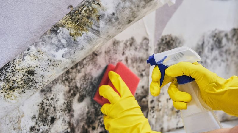 Mold Treatment Service in Bergen County, NJ